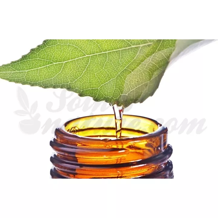 Thuya Occidentalis Rocal teinture-mère Gouttes Homéopathiques