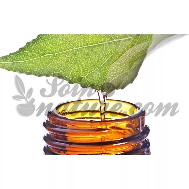 AGNUS CASTUS teinture-mère Gouttes Homéopathie LEHNING