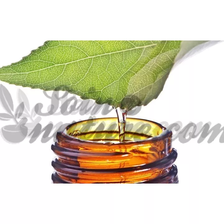 GINKGO BILOBA teinture-mère Gouttes Homéopathie LEHNING