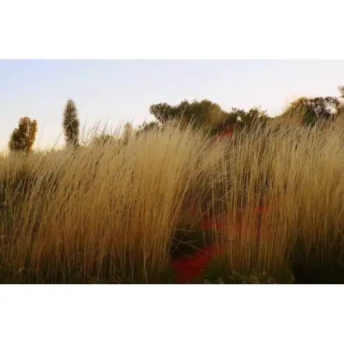 Spinifex Essences Florales Australiennes 15 ml